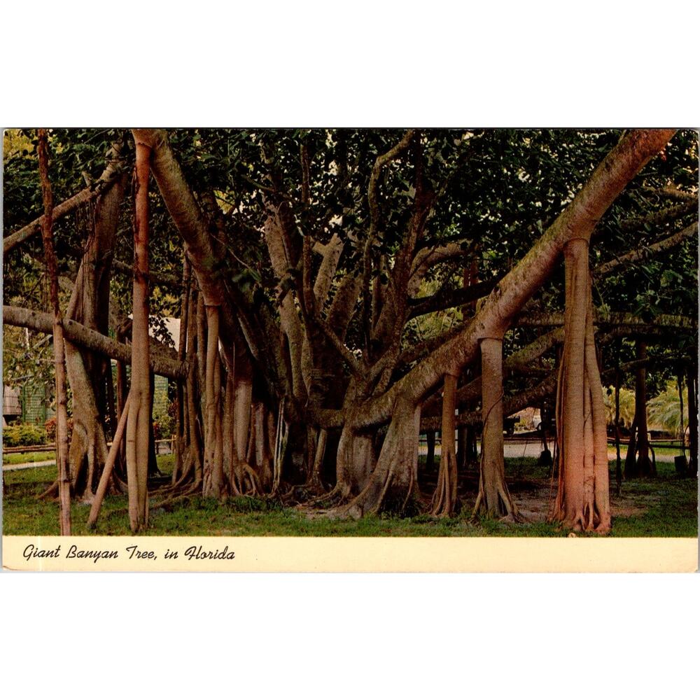 Giant Banyan Tree in Florida Vintage Postcard SP17-27